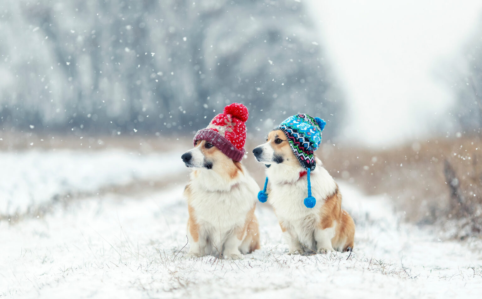 Why January Is Often Colder Than December: Understanding Winter’s ...